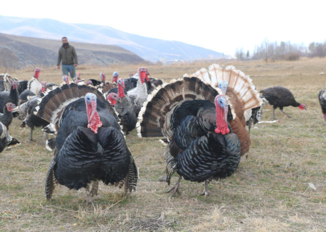 Hakkari’de hindiler yeni yıla hazır: 3-4 bin lira arasında değişiyor