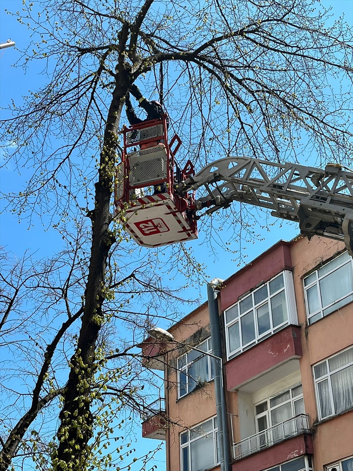 Ağaçta Sıkışan Kedi Kurtarıldı